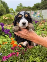 Rosa Parks, a female Miniature Bernedoodle for sale in Dansville, MI – 1 of 2
