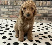 Leo ♥️ Red Collar Boy ♥️, a male Goldendoodle for sale in Waxahachie, TX – 2 of 2