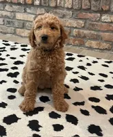 Penelope 💜 Purple Collar 💜, a female Goldendoodle for sale in Waxahachie, TX – 2 of 2
