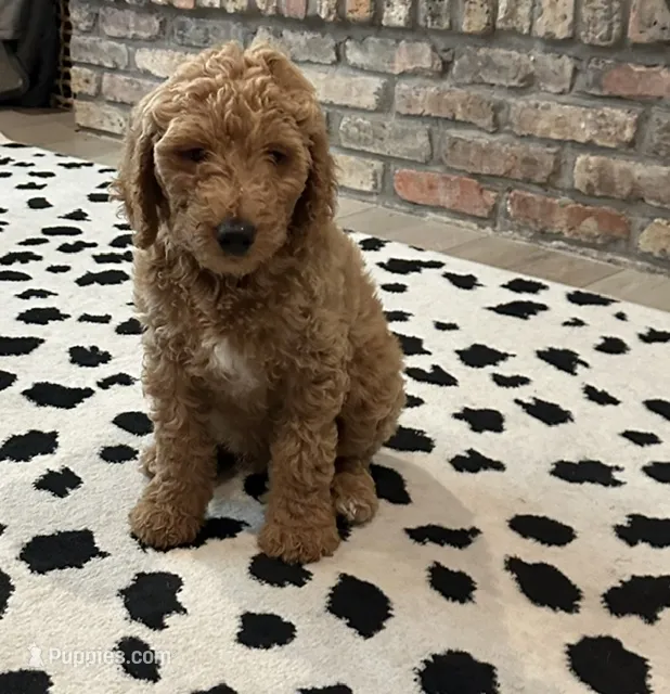 Leo ♥️ Red Collar Boy ♥️ – Goldendoodle puppy for sale in Waxahachie, TX