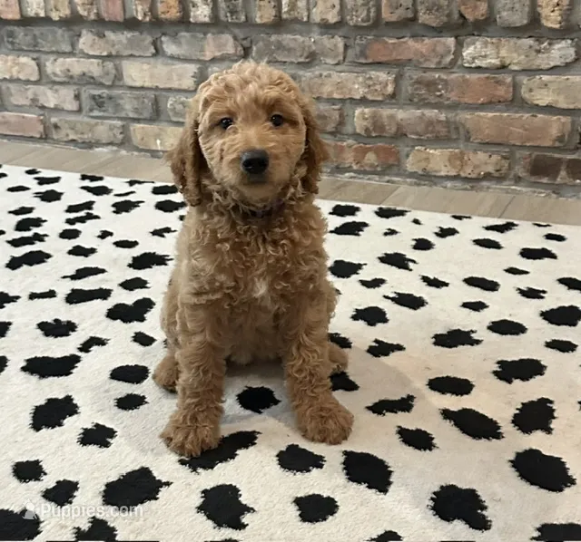 Penelope 💜 Purple Collar 💜 – Goldendoodle puppy for sale in Waxahachie, TX