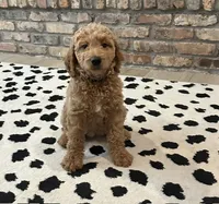 Penelope 💜 Purple Collar 💜, a female Goldendoodle for sale in Waxahachie, TX – 1 of 2