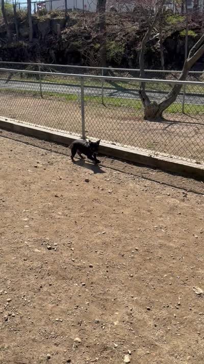 Zeus, a male French Bulldog for sale in White Plains, NY – 2 of 2