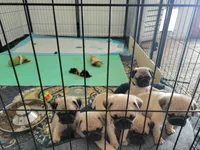 processed/ecefdc8a-d6ad-4aac-892c-bd1aa2cd44e6/facility/da010a3e-0ac7-4868-ae2d-f66b05e4036d