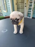 Doug, a male Pug for sale in Elkhart, IN – Photo 3 of 7