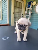 Doug, a male Pug for sale in Elkhart, IN – Photo 4 of 7