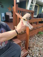 Doug, a male Pug for sale in Elkhart, IN – Photo 2 of 7