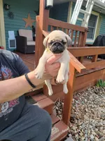 Doug, a male Pug for sale in Elkhart, IN – Photo 1 of 7