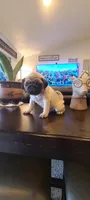 Franky, a male Pug for sale in Elkhart, IN – Photo 2 of 6