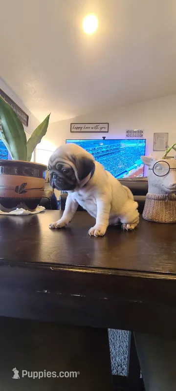 Franky – Pug puppy for sale in Elkhart, IN
