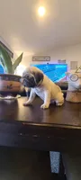Franky, a male Pug for sale in Elkhart, IN – Photo 1 of 6