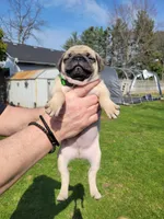 Leo, a male Pug for sale in Elkhart, IN – Photo 6 of 7