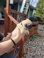 Leo, a male Pug for sale in Elkhart, IN – Photo 3 of 7