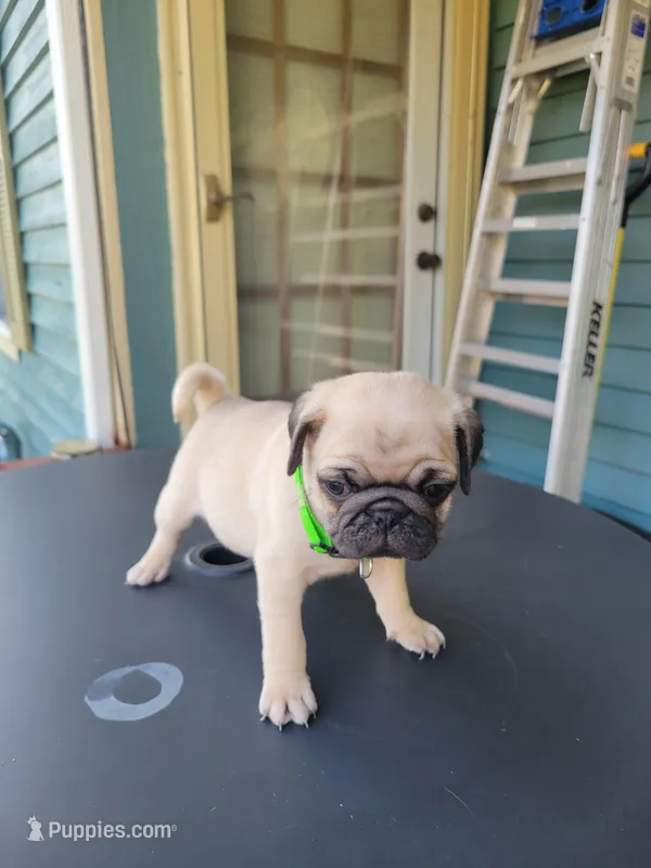 Leo – Pug puppy for sale in Elkhart, IN