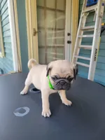 Leo, a male Pug for sale in Elkhart, IN – Photo 1 of 7