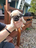 Leo, a male Pug for sale in Elkhart, IN – Photo 2 of 7