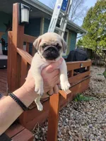 Leo, a male Pug for sale in Elkhart, IN – Photo 4 of 7