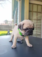 Leo, a male Pug for sale in Elkhart, IN – Photo 5 of 7