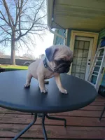 Milo, a male Pug for sale in Elkhart, IN – Photo 4 of 6
