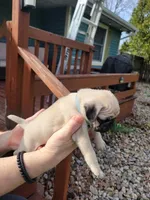 Milo, a male Pug for sale in Elkhart, IN – Photo 3 of 6