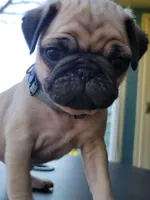 Milo, a male Pug for sale in Elkhart, IN – Photo 1 of 6