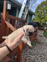 Bella, a female Pug for sale in Elkhart, IN – Photo 5 of 10