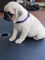 Bella, a female Pug for sale in Elkhart, IN – Photo 7 of 10