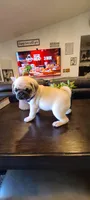 Bella, a female Pug for sale in Elkhart, IN – Photo 3 of 10