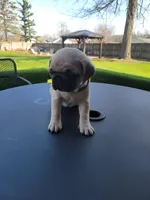 Bella, a female Pug for sale in Elkhart, IN – Photo 4 of 10