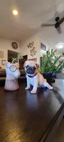 Bella, a female Pug for sale in Elkhart, IN – Photo 2 of 10