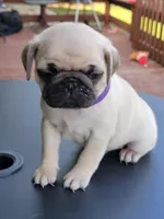 Bella, a female Pug for sale in Elkhart, IN – Photo 1 of 10