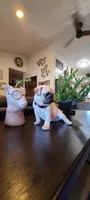 Bella, a female Pug for sale in Elkhart, IN – Photo 10 of 10