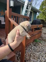 Bart, a male Pug for sale in Elkhart, IN – Photo 3 of 5