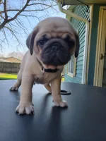 Bart, a male Pug for sale in Elkhart, IN – Photo 4 of 5
