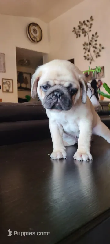 Winston – Pug puppy for sale in Elkhart, IN