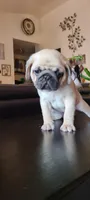 Winston, a male Pug for sale in Elkhart, IN – Photo 1 of 8