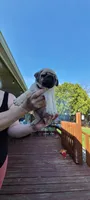 Winston, a male Pug for sale in Elkhart, IN – Photo 6 of 8