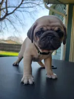 Bart, a male Pug for sale in Elkhart, IN – Photo 1 of 5