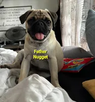 Winston, a male Pug for sale in Elkhart, IN – Photo 4 of 8