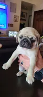 Winston, a male Pug for sale in Elkhart, IN – Photo 3 of 8