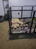 Winston, a male Pug for sale in Elkhart, IN – Photo 7 of 8