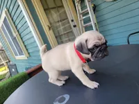 Fred, a male Pug for sale in Elkhart, IN – Photo 3 of 6