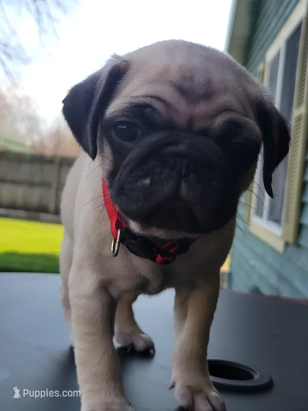 Fred – Pug puppy for sale in Elkhart, IN