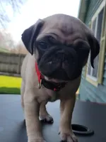 Fred, a male Pug for sale in Elkhart, IN – Photo 1 of 6