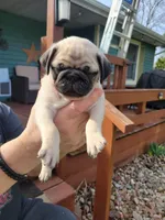 Fred, a male Pug for sale in Elkhart, IN – Photo 2 of 6