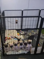 Fred, a male Pug for sale in Elkhart, IN – Photo 6 of 6