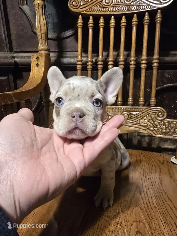 Luna – French Bulldog puppy for sale in Hartly, DE