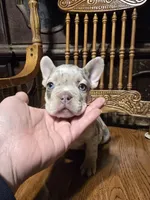 Luna, a female French Bulldog for sale in Hartly, DE – 1 of 3