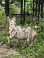 Luna, a female French Bulldog for sale in Hartly, DE – 3 of 3