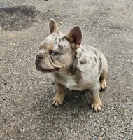 Luna, a female French Bulldog for sale in Hartly, DE – 2 of 3